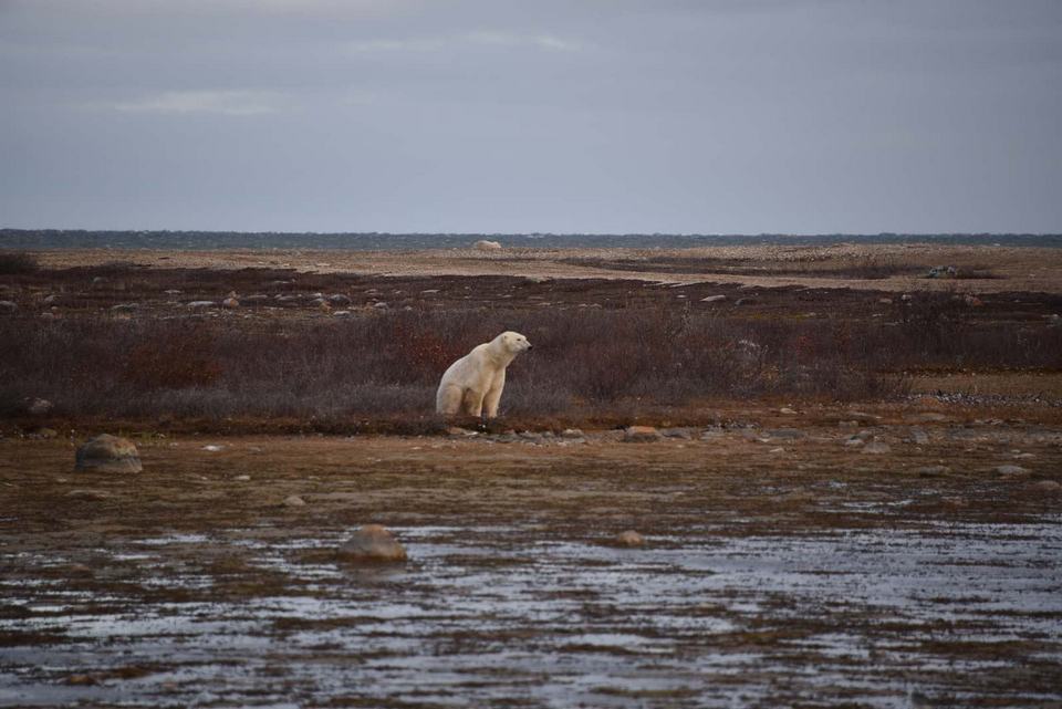 Churchill Manitoba Oct 2023 15